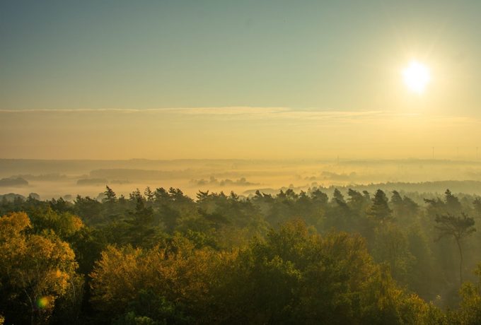 Uitzicht over bos en nevel in Montferland