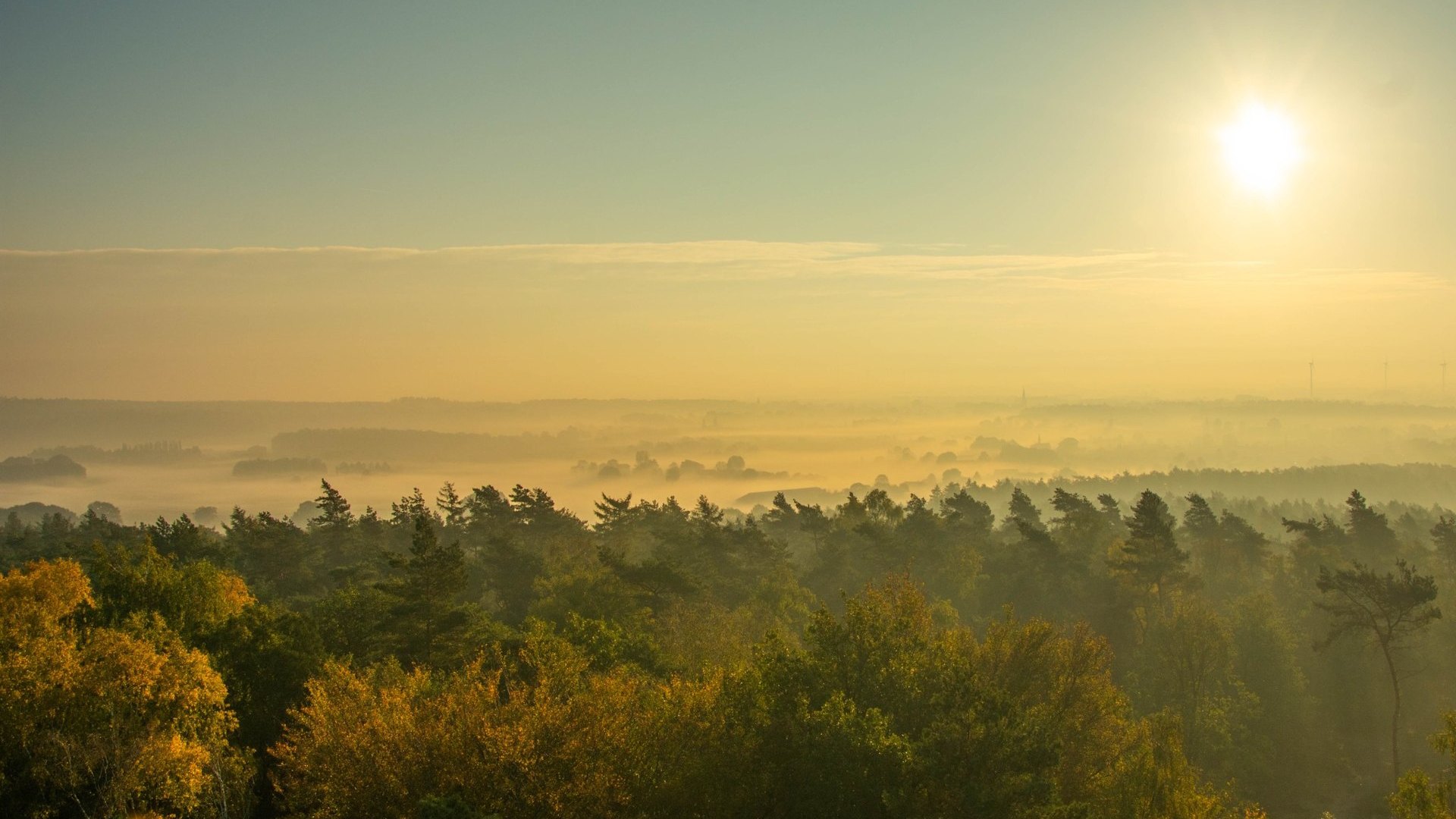 Uitzicht over bos en nevel in Montferland