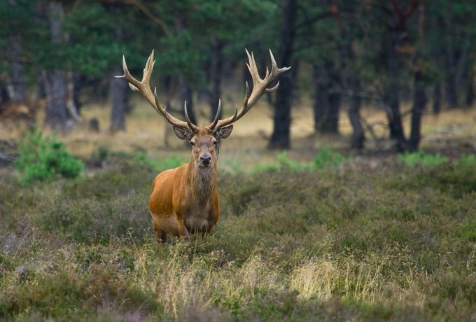 Edelhert tussen heide en bomen op de Veluwe