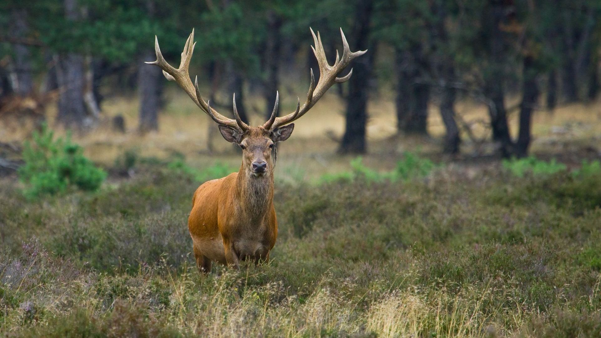 Edelhert tussen heide en bomen op de Veluwe