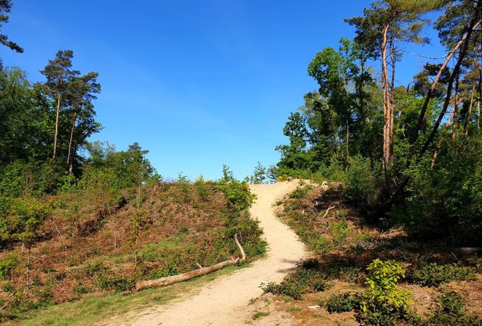 Zandpad in het Bergherbos