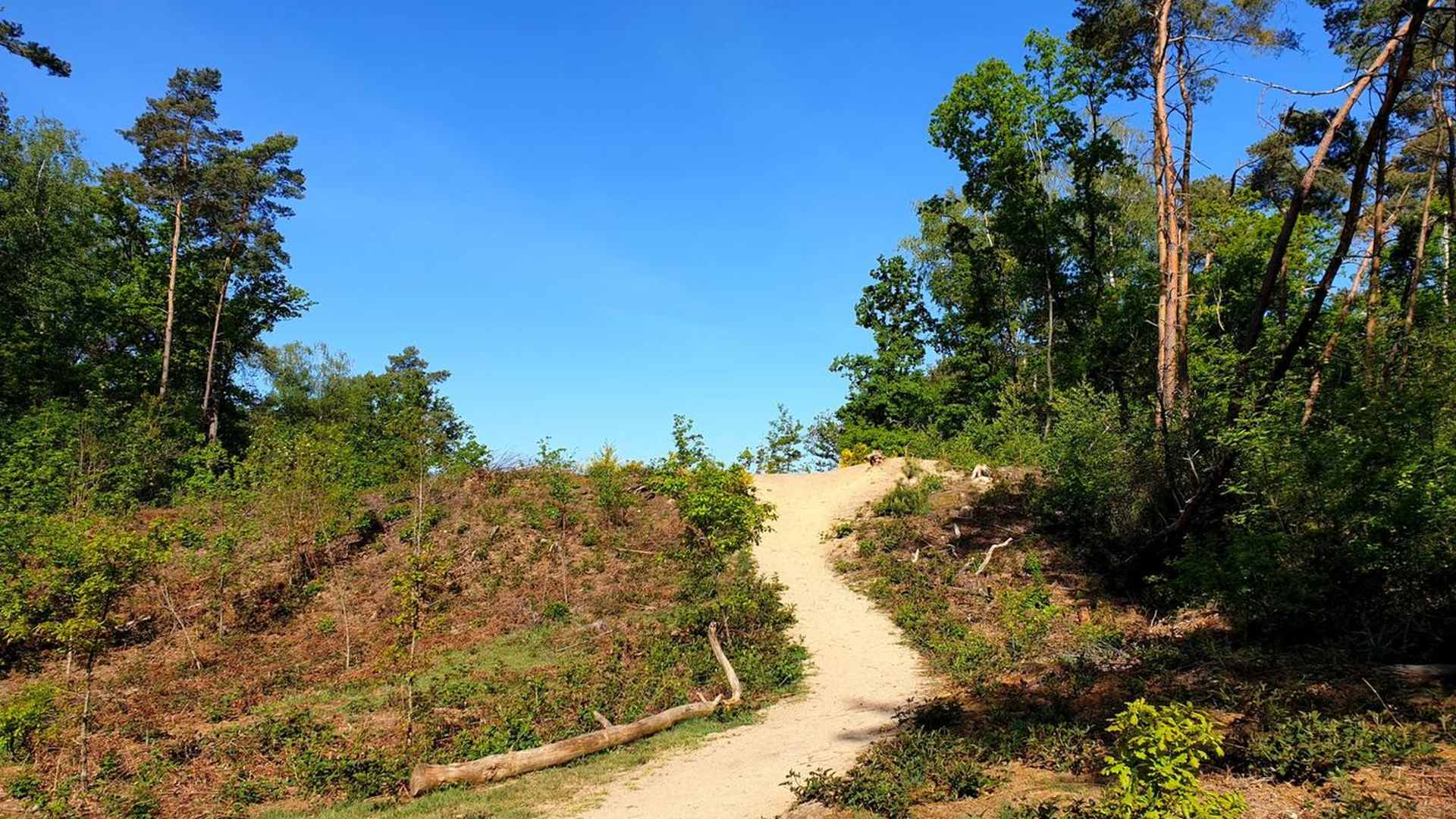 Zandpad in het Bergherbos