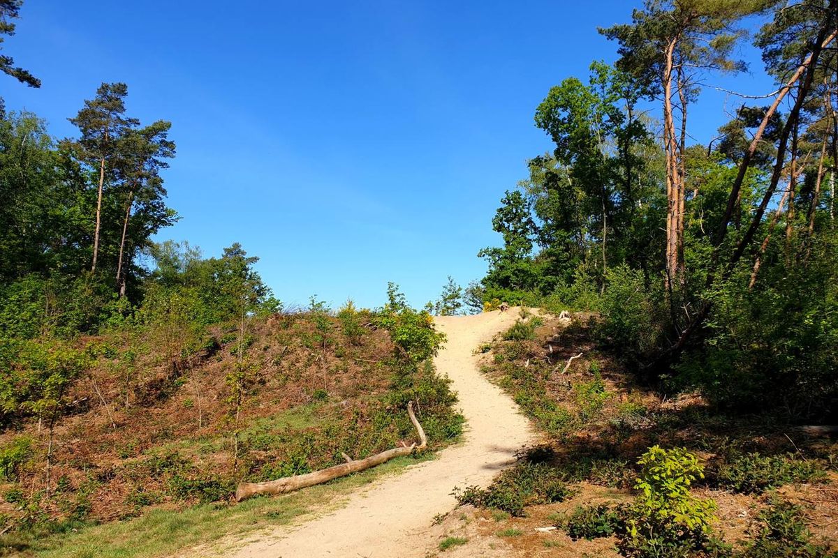 Zandpad in het Bergherbos